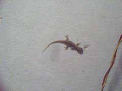 壁虎有什么寓意