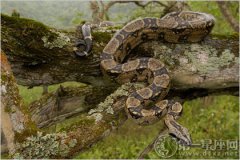 夢到大蟒蛇預(yù)示著什么