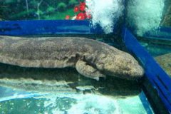 六角龍魚死亡征兆