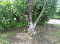 各種樹代表的樹語