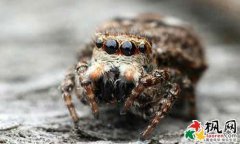 各時間段看見蜘蛛寓意