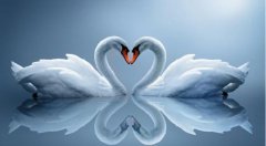 天鵝的寓意是什么