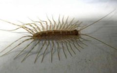 家里出現蚰蜒預示發財