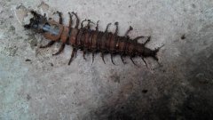 家里發現蜈蚣預示什么