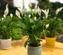 家里植物長得好預示是什么