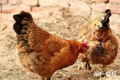 家里的雞死迷信預(yù)示