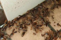 家里突然很多蟑螂征兆是什么