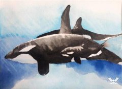 虎鯨為什么對人類友好，虎鯨是一種相當挑食的動物