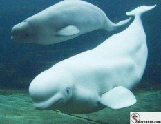 白鯨智商相當于人幾歲，智商可以達到三歲小孩水平