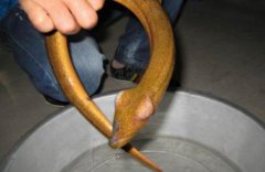 萬一吃到望月鱔怎么辦