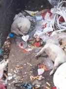 家里出現老鼠預示死人