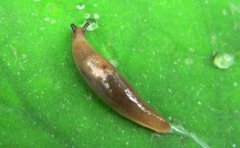 家里出現(xiàn)鼻涕蟲的預(yù)示