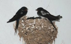 家里飛進(jìn)只燕子的預(yù)示