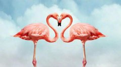 火烈鳥代表的寓意