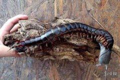 世界第二大蜈蚣,秘魯巨人蜈蚣捕食蝙蝠的過程