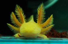 六角恐龍魚認主人嗎 有什么危害 吃什么食物