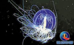 地球唯一的非碳基生物?可能誕生智慧生物嗎