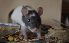 家里老鼠白天一般躲哪會出來嗎，如何才能更快找到老鼠