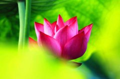 荷月是農(nóng)歷幾月的別稱？為什么被稱為荷月