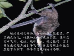 蝙蝠是什么類的動物 是鳥類還是獸類 哺乳動物嗎