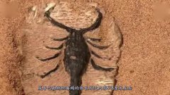 巴勒斯坦毒蝎的天敵 ，不慎被蟄一下就要去見閻王爺了