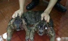 水猴子長什么樣的,揭陽水庫抓到恐怖水鬼讓人毛骨悚然