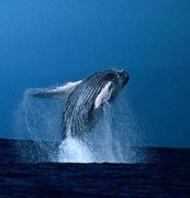 鯨魚是什么動物類型，鯨魚是生活在水中的哺乳動物