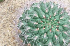 仙人球開花預示什么