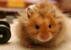 養金絲熊的禁忌