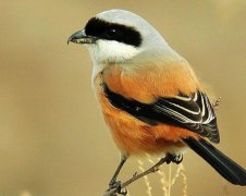 小鳥飛進(jìn)店里預(yù)示什么