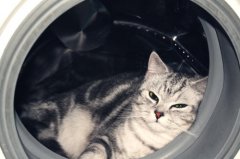 晚上開車撞死貓忌諱嗎