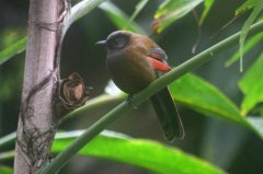 晚上鳥叫有什么征兆