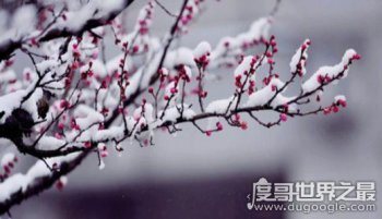 遙知不是雪為有暗香來是什么植物,梅花(出自王安石《梅》)