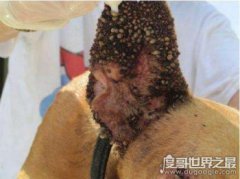 超惡心的蜱蟲狗圖片，看完整個人都精神了(進入須謹慎)