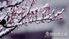 遙知不是雪為有暗香來是什么植物，梅花(出自王安石《梅》)