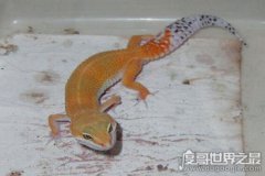 家養壁虎吃什么，它們一般吃各類昆蟲(蒼蠅蚊子飛蛾什么的)