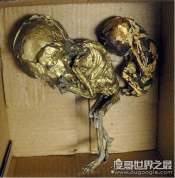 夭折嬰兒制作的鍍金嬰尸，用來養(yǎng)小鬼不僅犯法而且沒有效果