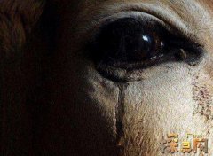 開陰陽眼的真實方法