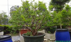 樹葡萄種植禁忌