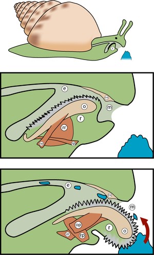 把蝸牛的牙齒放大100倍,蝸牛260000的牙齒圖片真恐怖(細(xì)小密集)