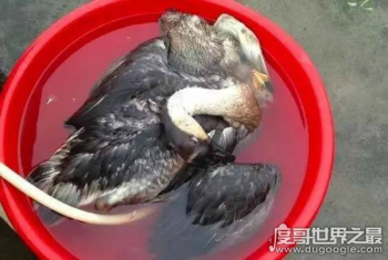 中國(guó)十大禁菜之脆鵝腸,用手指從肛門活取鵝腸