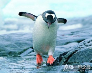 企鵝生活在南極還是北極，主要生活在南極(喜歡寒冷的氣候)