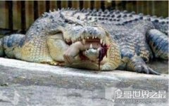 實(shí)拍鱷魚(yú)吃人事件場(chǎng)面血腥,女大學(xué)生被肢解活吞