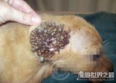 恐怖的蜱蟲狗圖片，看過之后讓你吃不下飯(密集恐懼癥慎入)