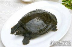 中國十大禁菜之鐵板甲魚,人性太殘忍(活煮甲魚)