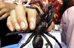 世界上最惡心的食物，油炸毒蜘蛛最美味(看了想吐)