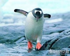 企鵝生活在南極還是北極，主要生活在南極(喜歡寒冷的氣候)