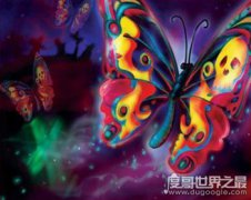 卡申夫鬼美人鳳蝶的恐怖傳說,捕捉者要付出靈魂(雌雄同體)