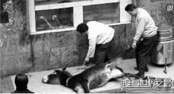 中國十大禁菜名單，澆驢肉做法太殘忍(活剝驢皮燙驢肉)