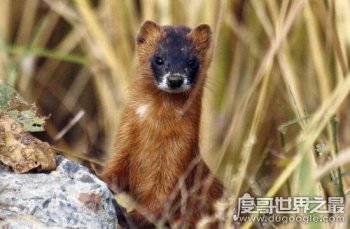 黃鼠狼圖片大全,真實(shí)的黃鼠狼看起來(lái)竟然很可愛(ài)